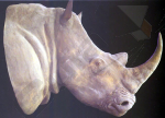 rhino head.jpg