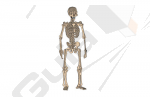 Human_skeleton.jpg